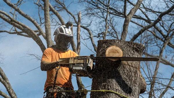 Residential and Commercial Tree Care You Can Trust